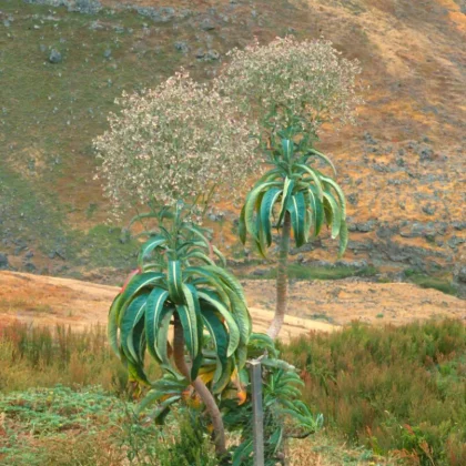 Dendroseris pruinata