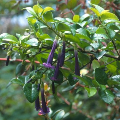 Rhaphithamnus venustus