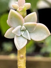 Graptopetalum paraguayense