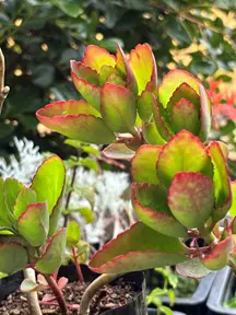 Kalanchoe luciae