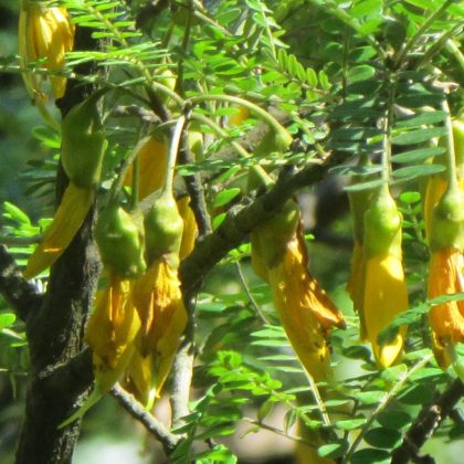 Sophora fernandeziana