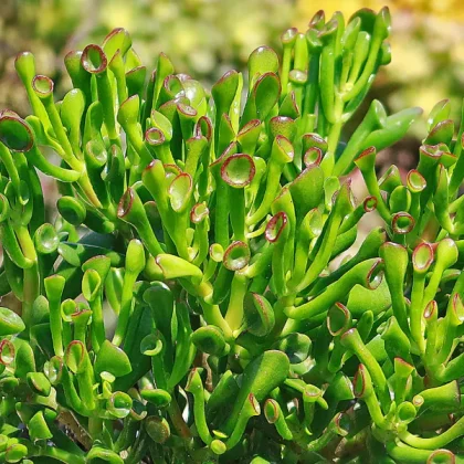 Suculentas cactus