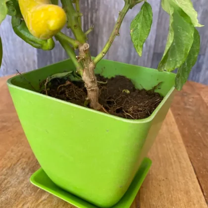 Macetero cuadrado con plato