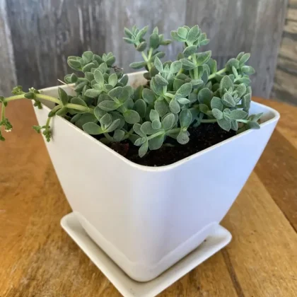 Artículos de jardinería